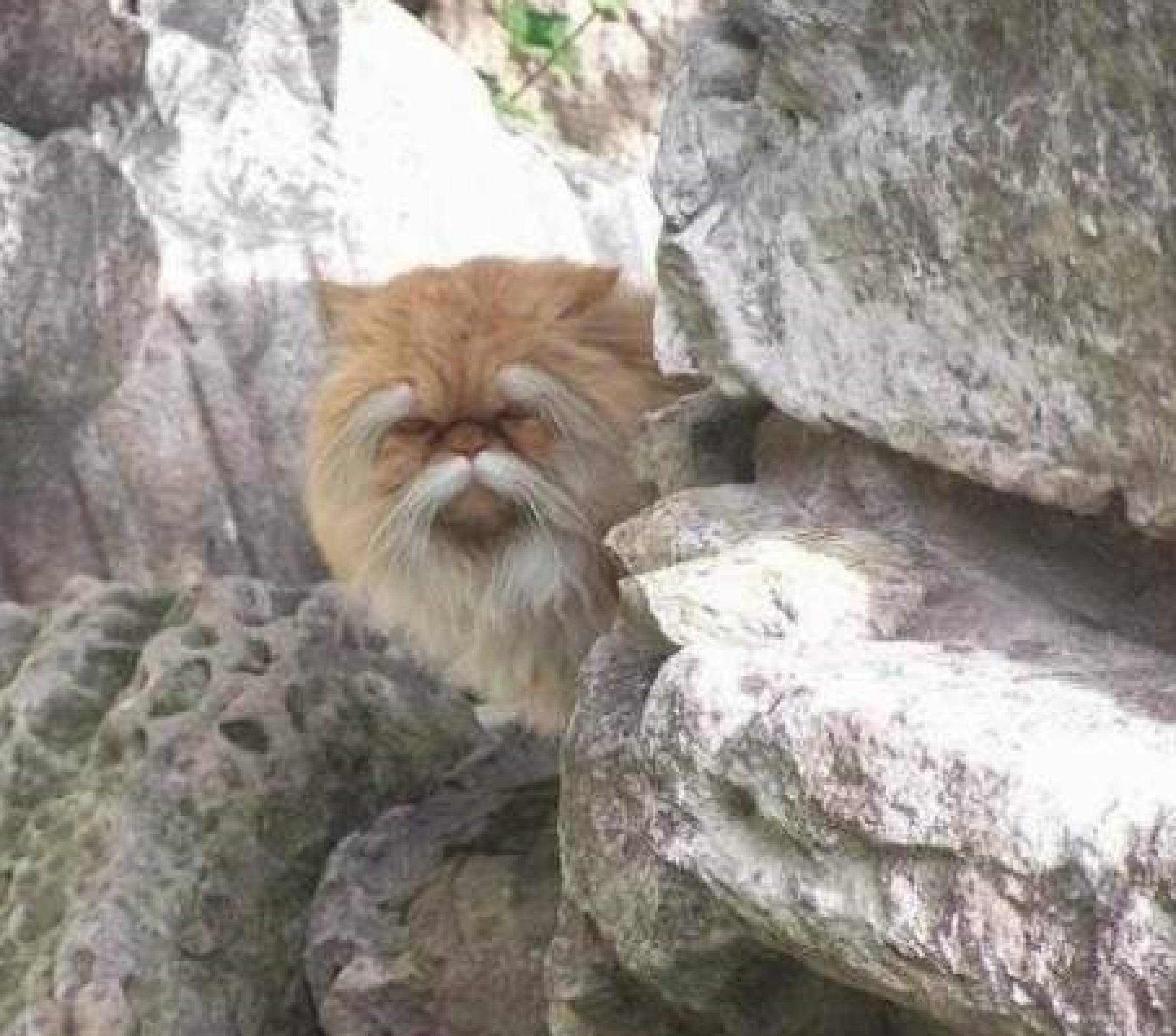 I’m 100% sure this f**king cat knows Kung Fu...