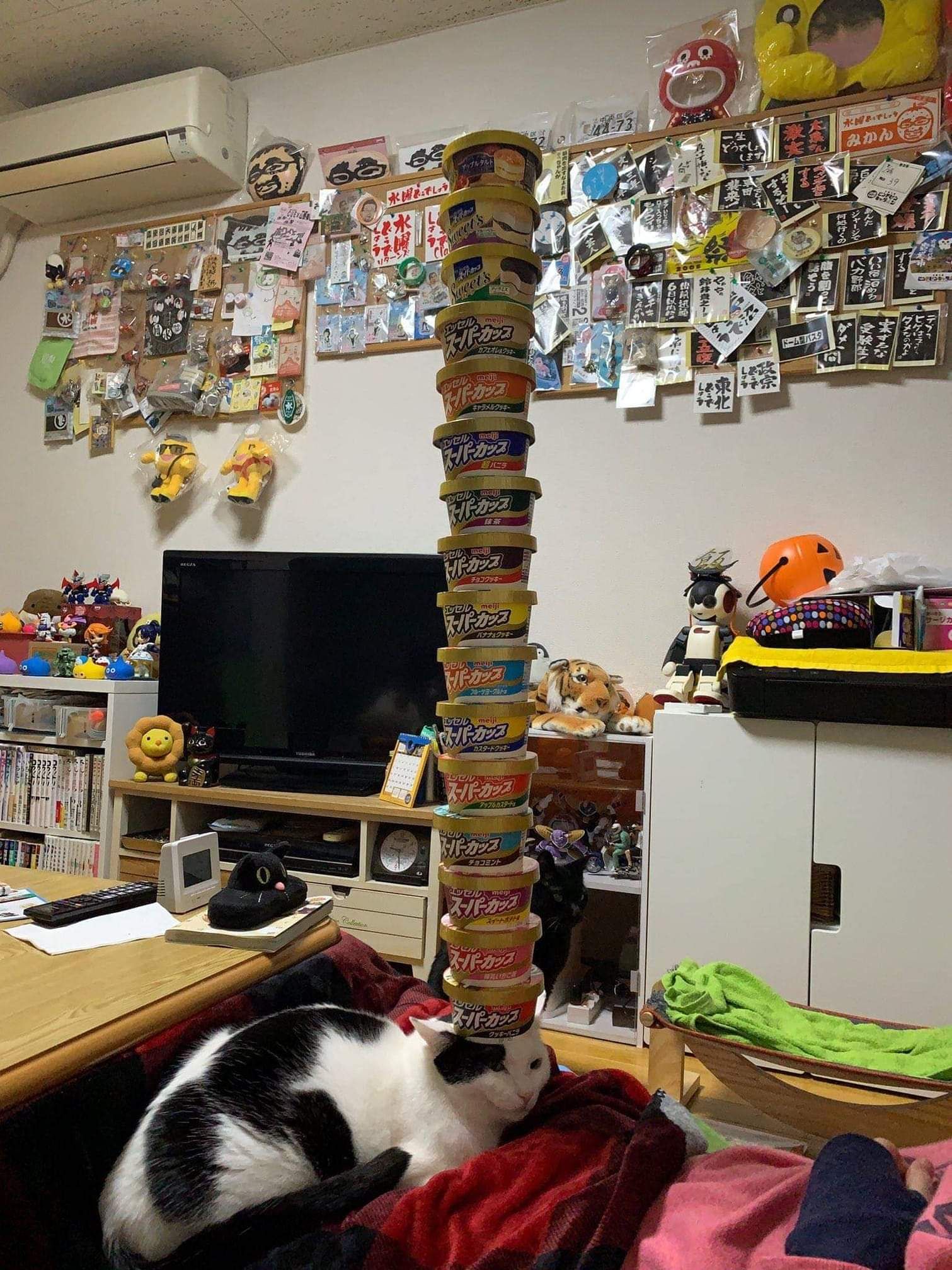 Balanced cat