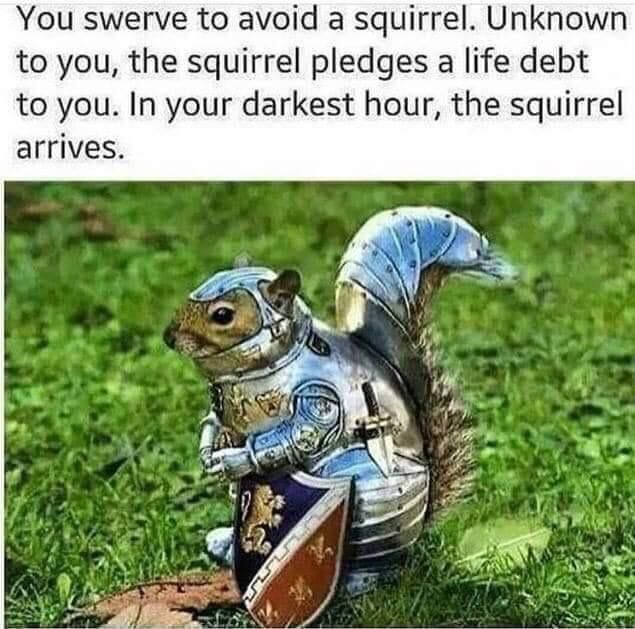 Sir squirrel of the round table