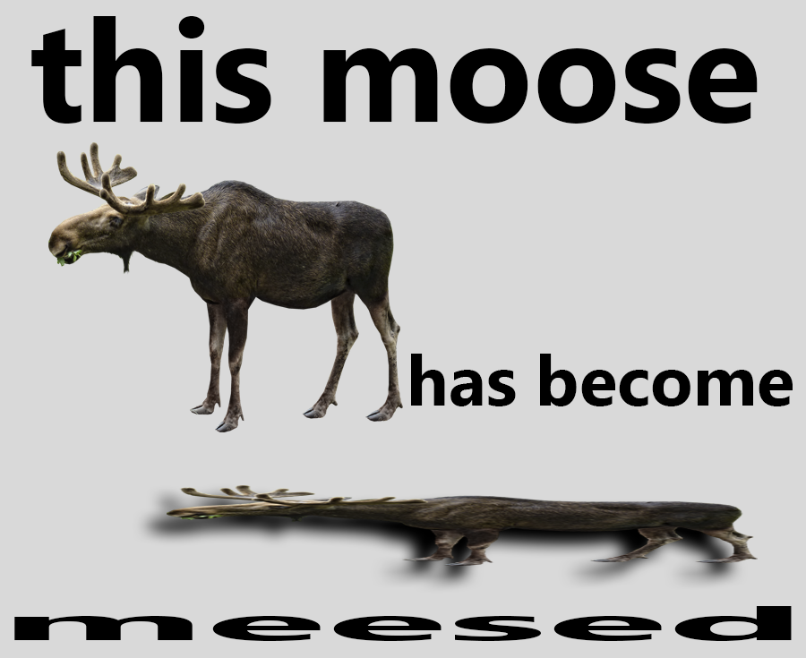 Poor moose