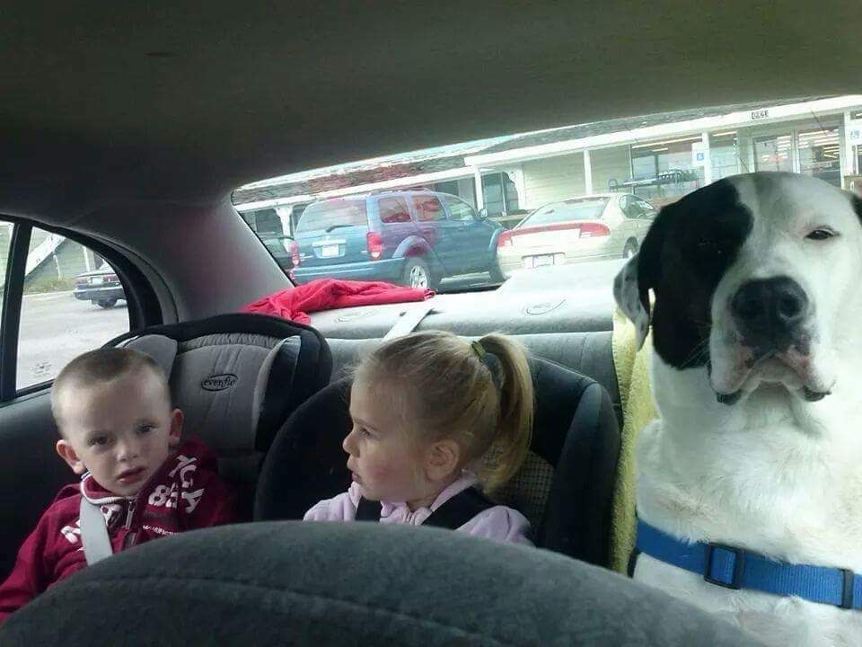My dog is not amused that he has to ride in the back with the children.