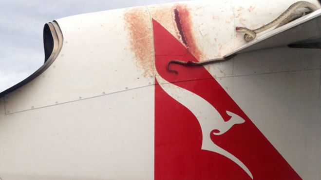 Snake stuck on plane's wing stays there for the whole flight
