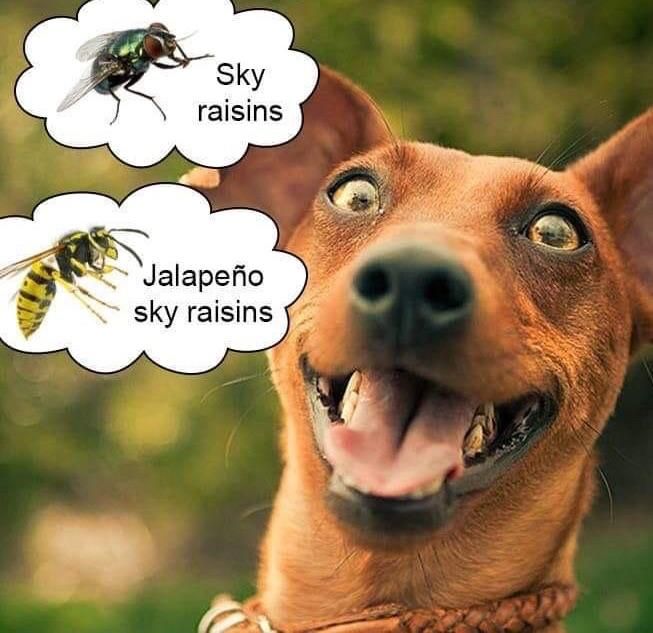 Sky raisins!
