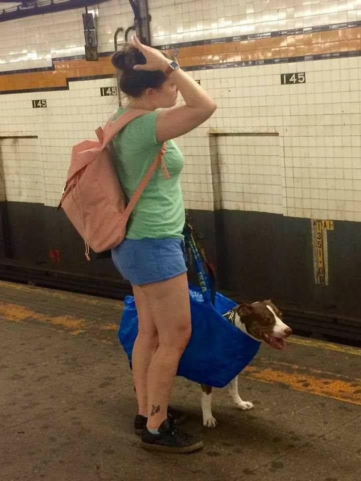 They banned dogs on the subway unless they can fit on a bag...