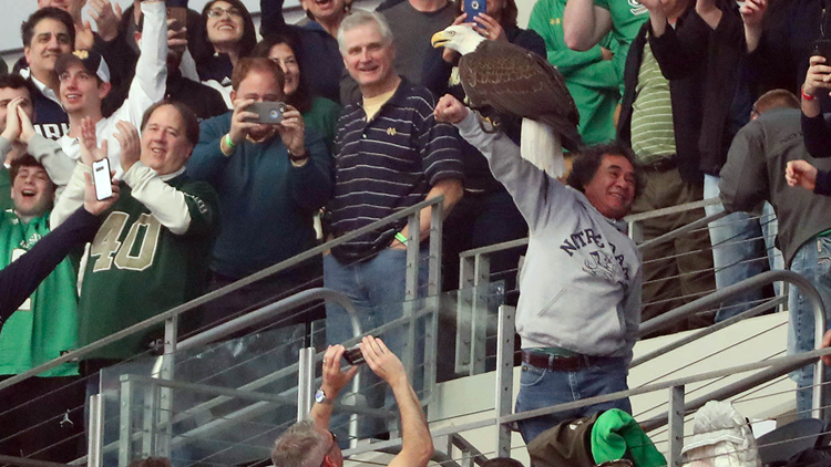A bald eagle got loose during the Notre Dame game today and landed on a random specator
