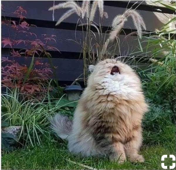 I don't know what this cat is going through, but I can relate