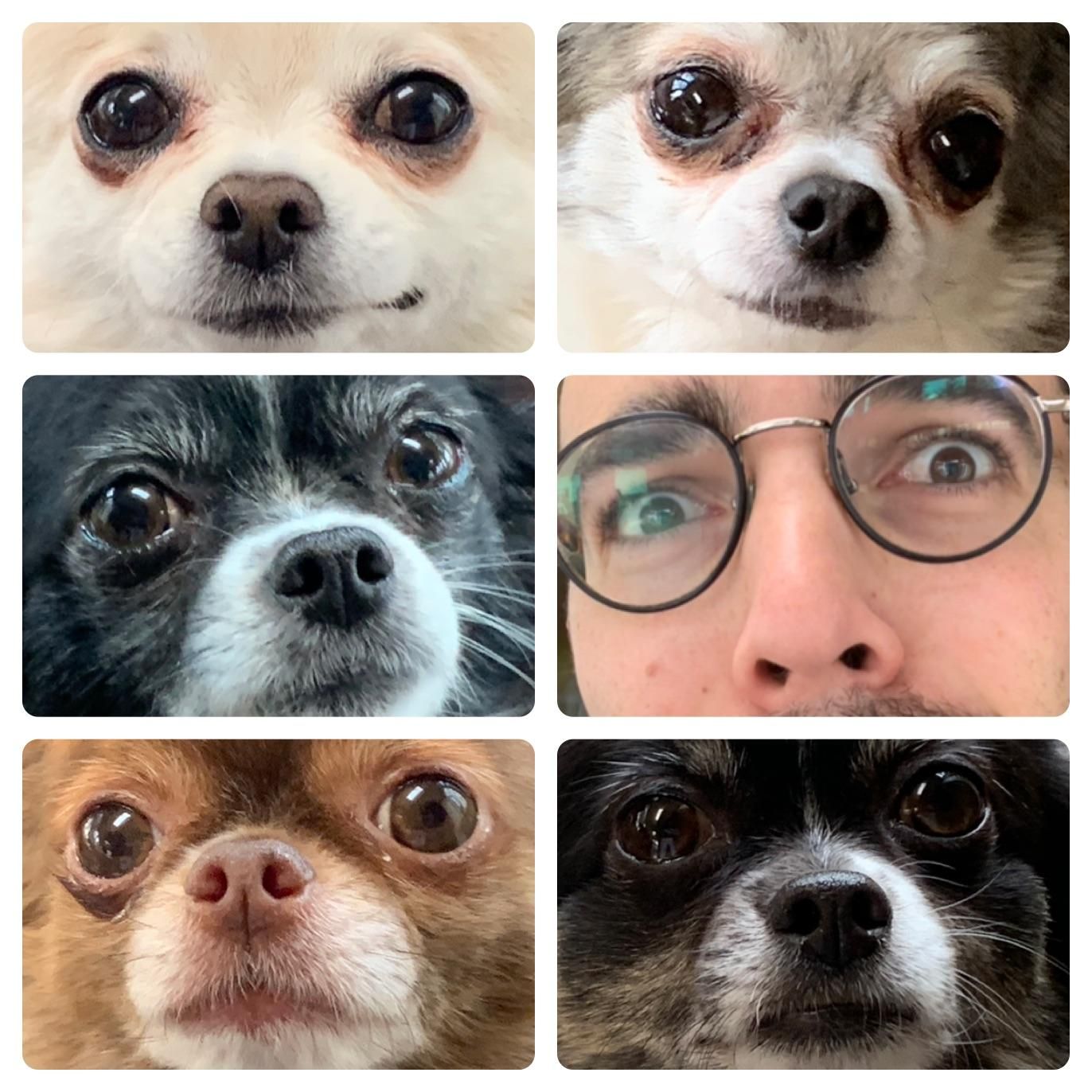 My brother sent this while house sitting 5 chihuahuas