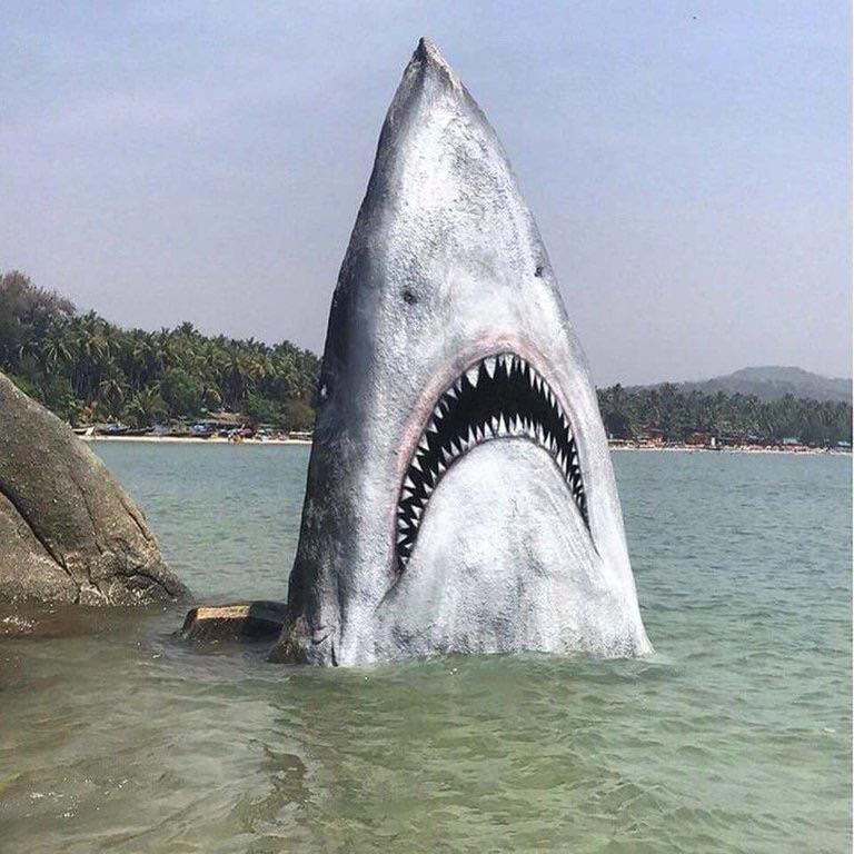 Someone took the time to paint this rock to look like a shark. Props to them I guess