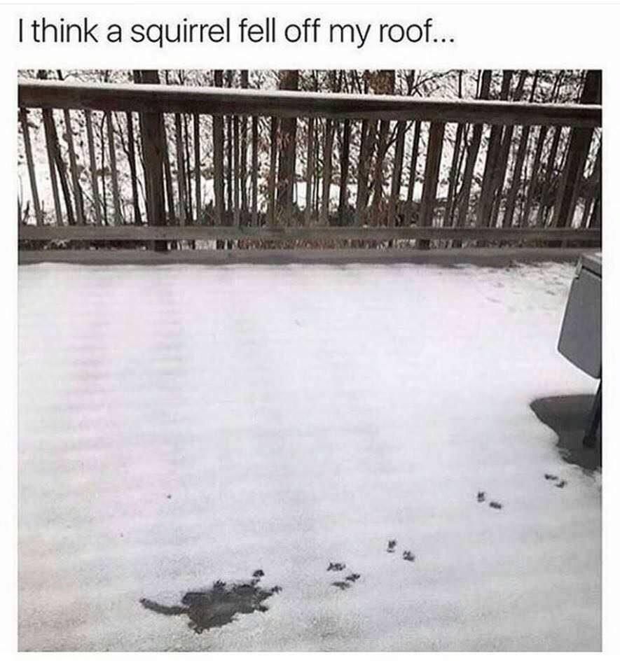 The poor squirrel
