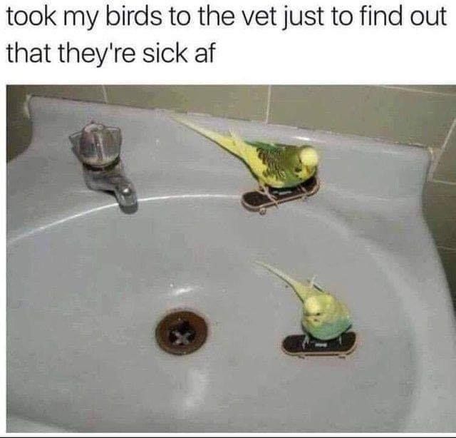 Radical birbs