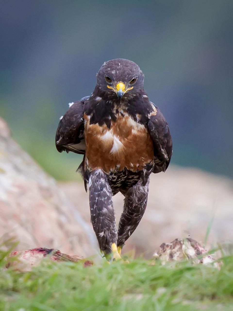 This bird looks like he is coming over to kick my ass.