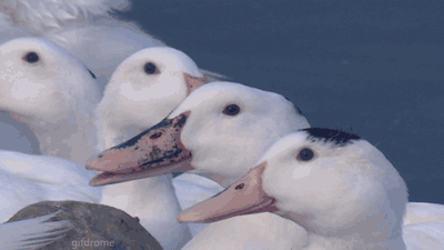 MFW somebody makes a stream but one of the streamers was muted.
