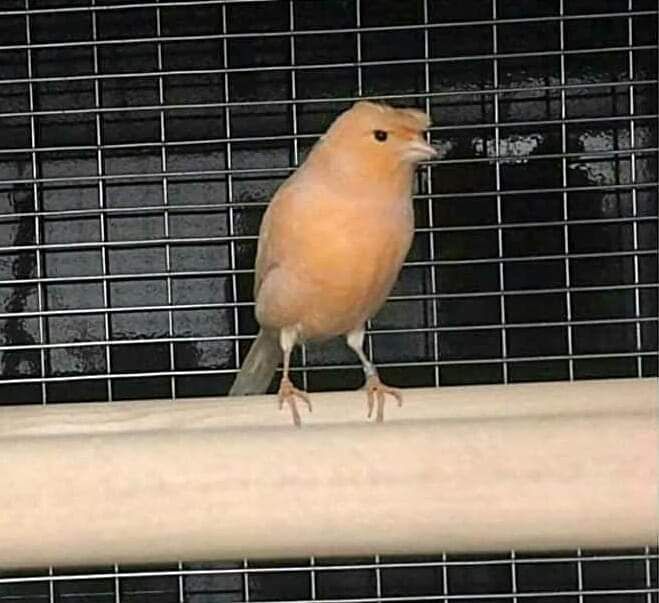This bird looks like it want's to build a wall