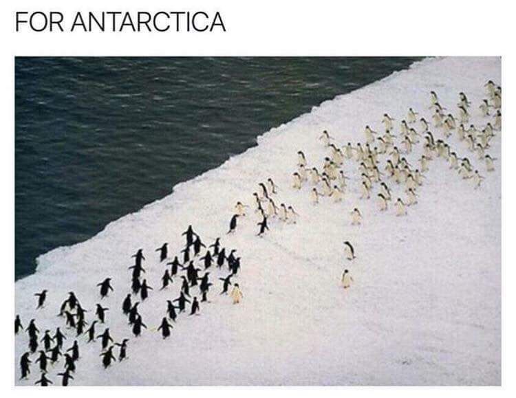 For Antarctica