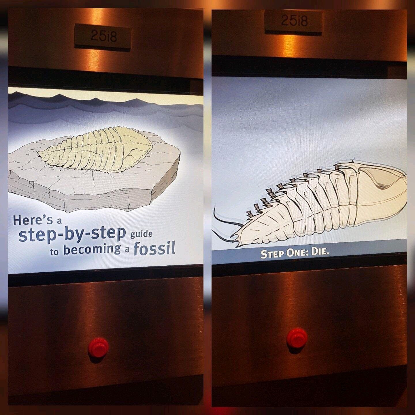 How to become a fossil