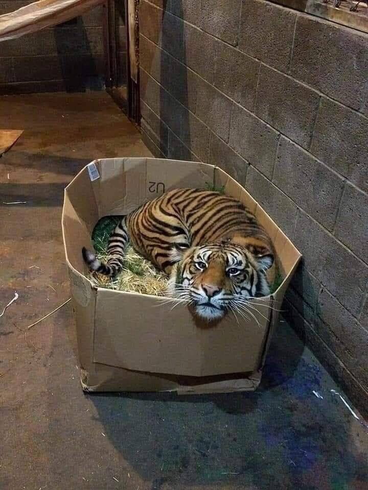 Hey I just found a box kitty :-D