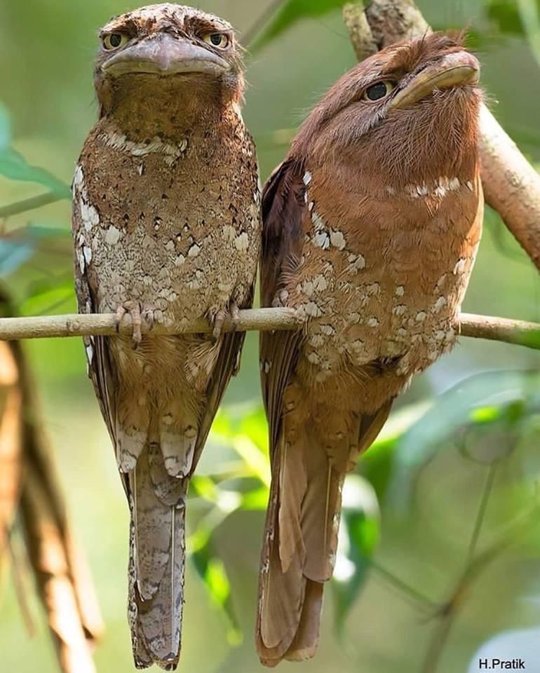These birds with muppet faces