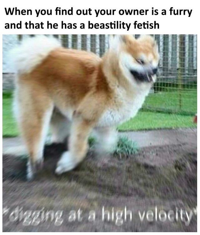 Leave the poor doggo alone