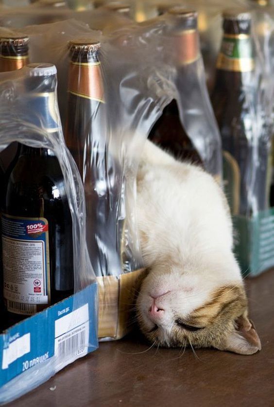 Meoww, a drunken drunk, falling asleep