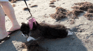 Unwilling Participant [gif]