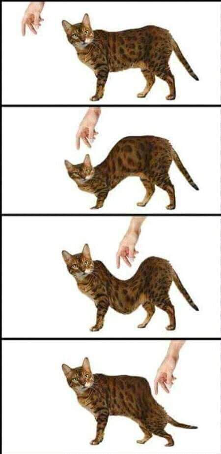 General situation when you want to stroke a cat.