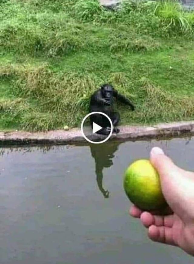 How you trick a monkey