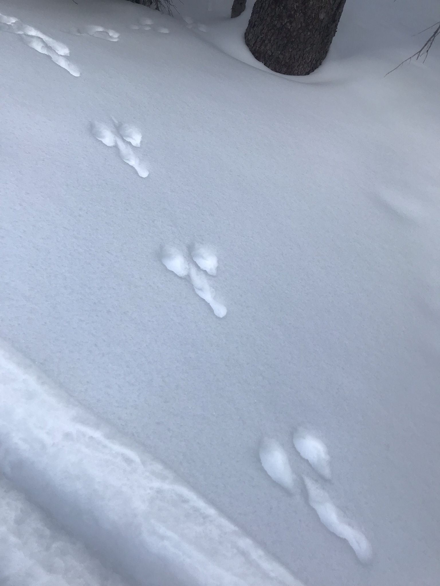 What animal made these tracks? The dickalope?