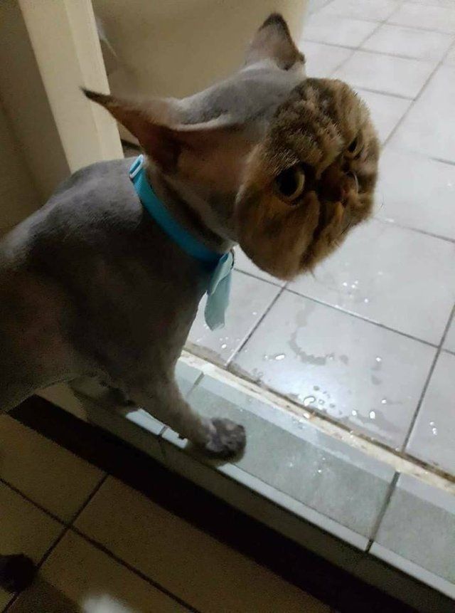 This cat fully shaved... except for its face