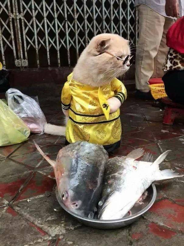 Impeccably-dressed kitty carefully surveying wet market in Vietnam.