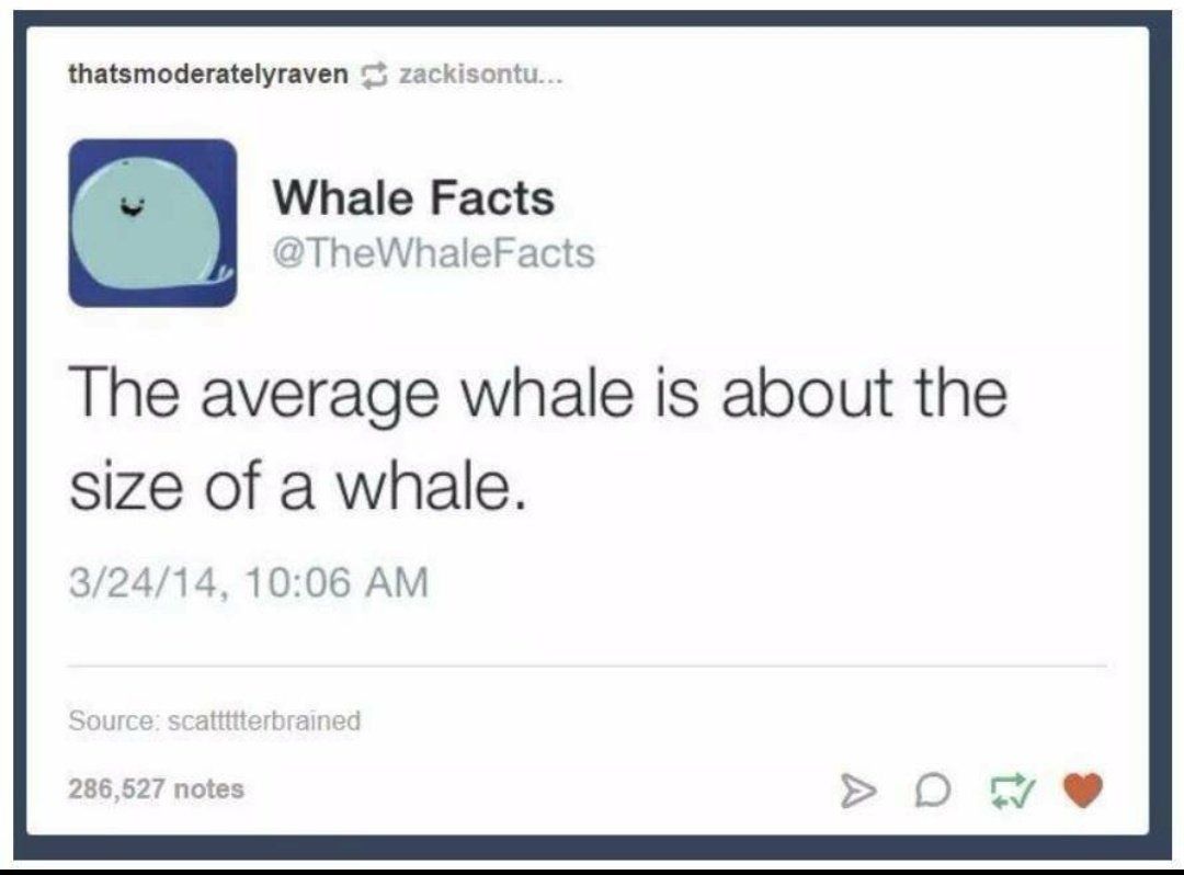 Whale 101