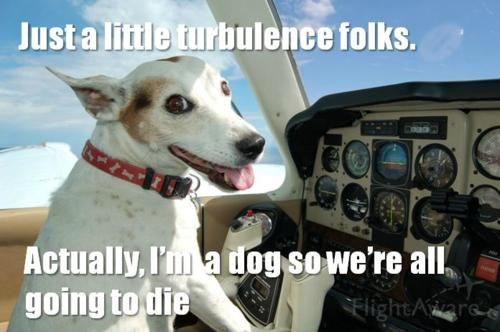 Just a dog