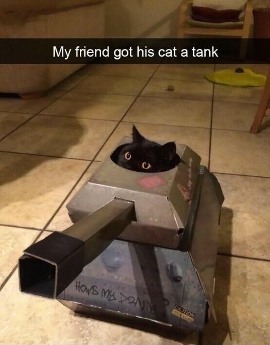 Beware of the kitten tank