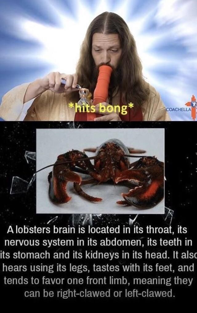 if our brains would be in our throats, the admins would get even more brain damage from deepthroatin