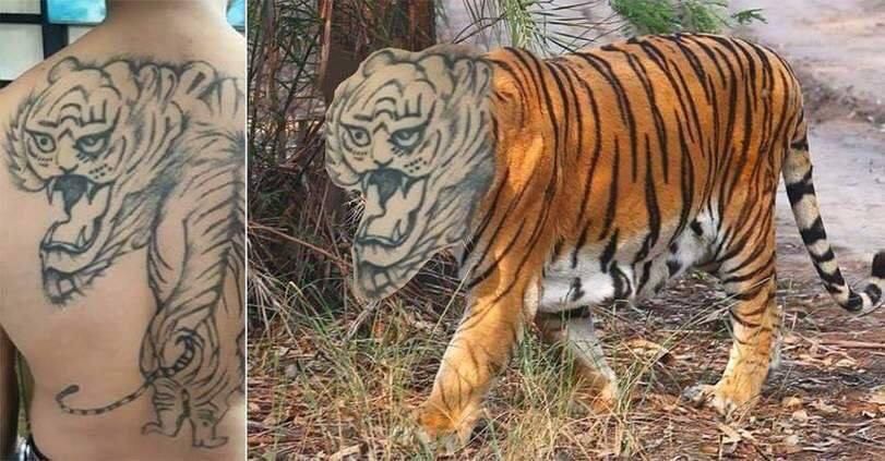 Let's get a tiger tattoo