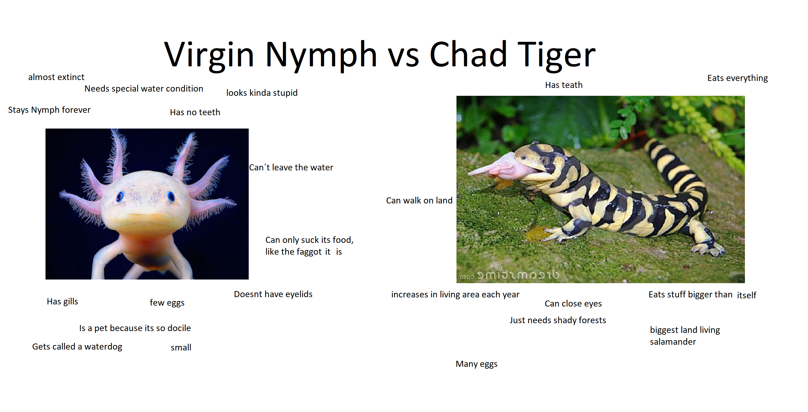 Virgin Axolotl
