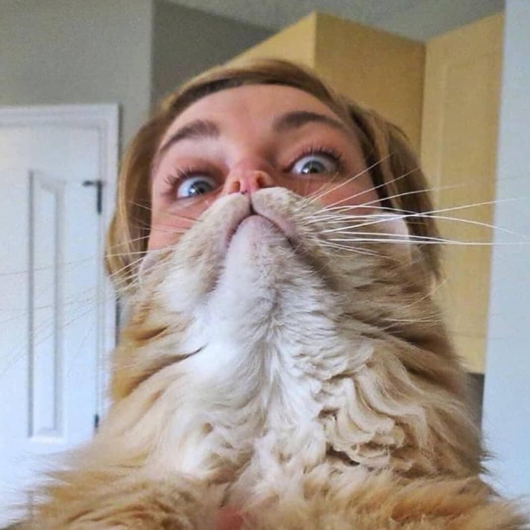 Cat beard