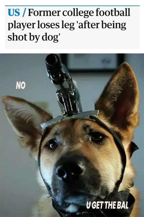 dogmeat got an upgrade