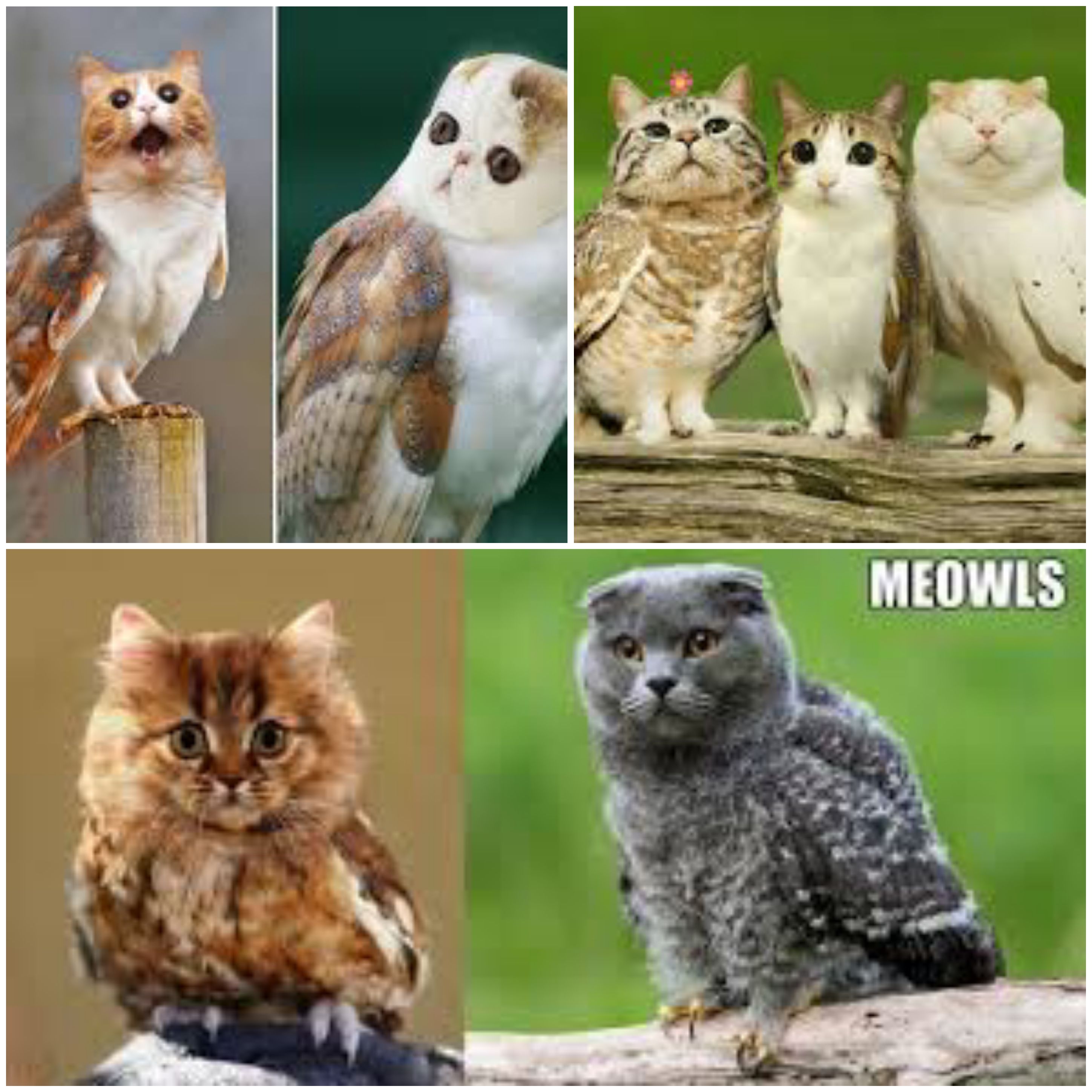 Was trying a Google search for "cat bowls" but typed "cat owls." Happiest accident ever.