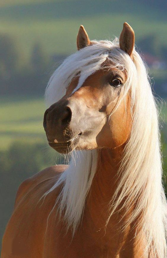 This horse is out of your league