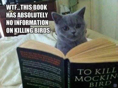 To kill bird...