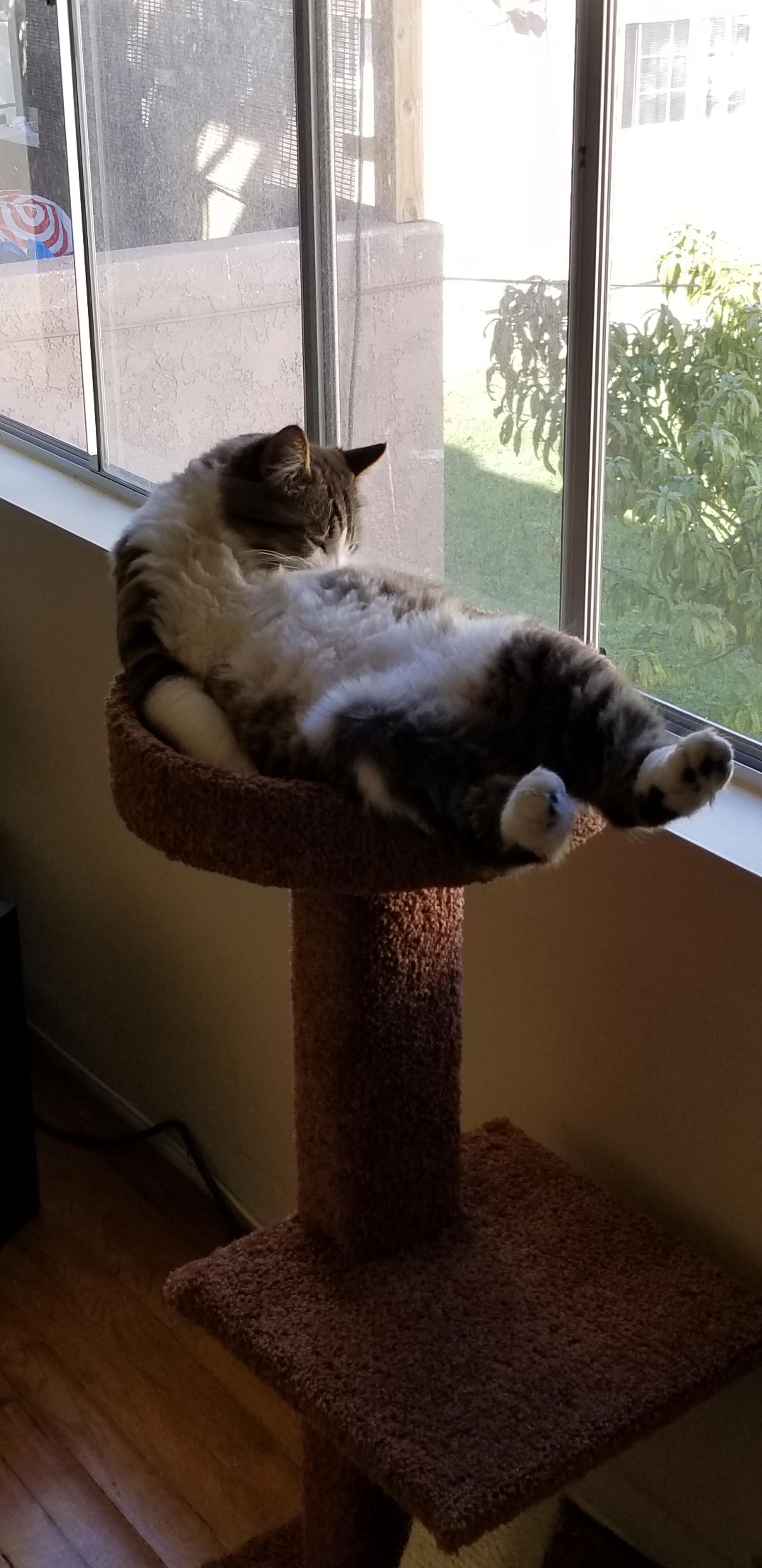 My cat just enjoying his life... What a life!!
