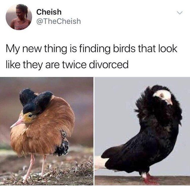 So they made Karen a bird