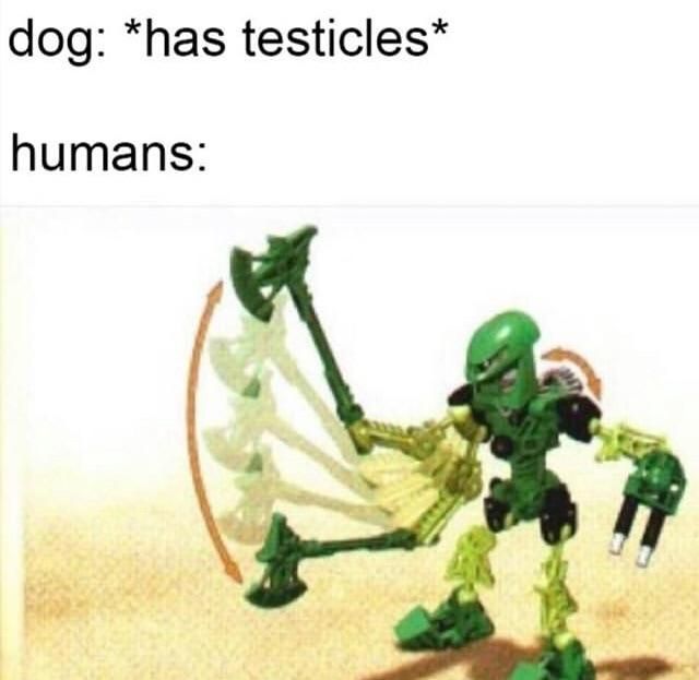 they should rather do it to cats