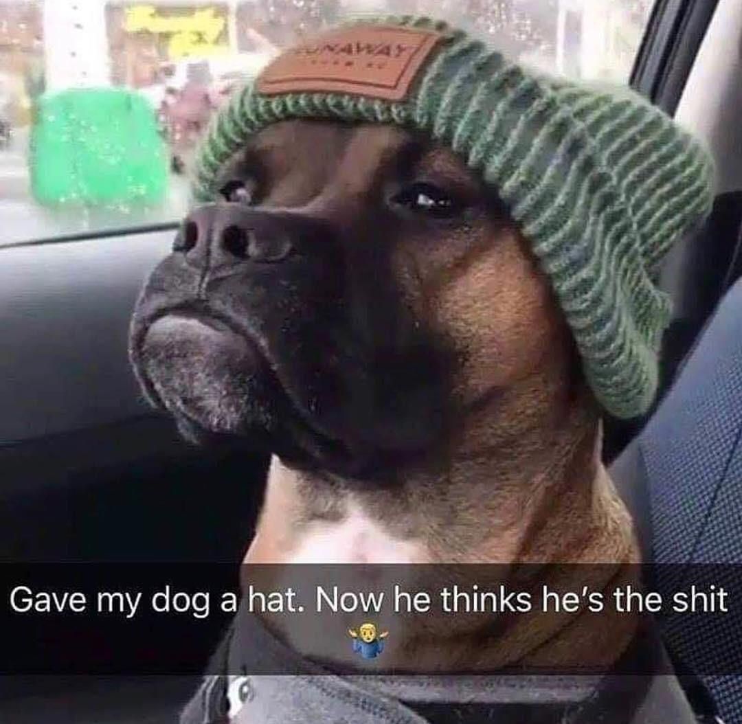 This dog looks like he’s standing outside a club holding your ID and suspiciously eyeballing you to see if you’re bullshitting him
