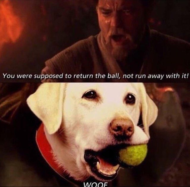 Doggo at it again