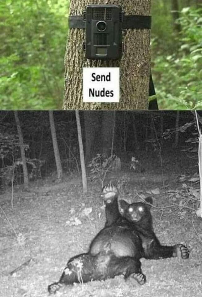 If you go down to the woods tonight...