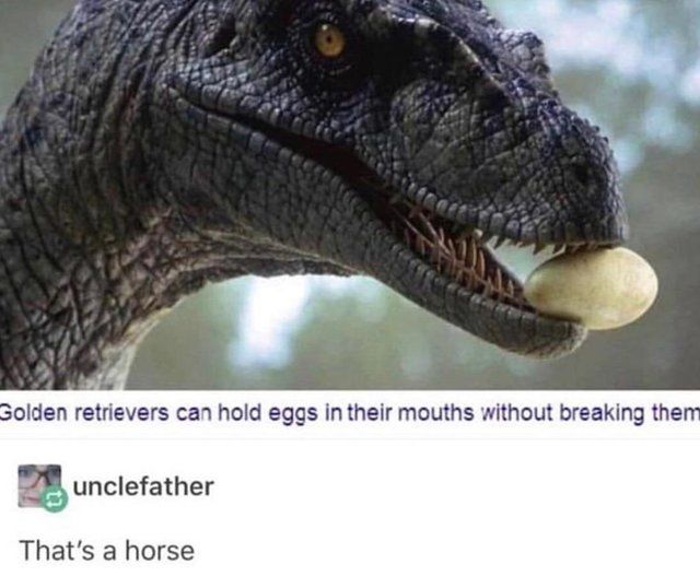 its a cat