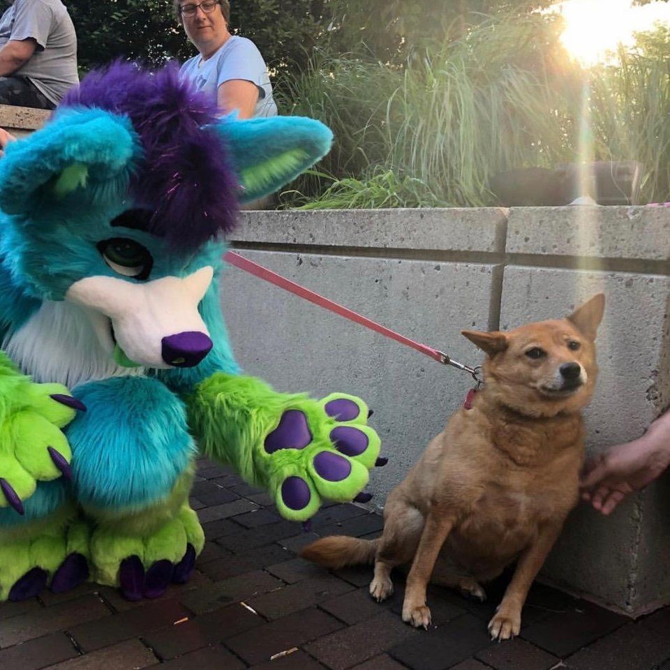 not even dogs