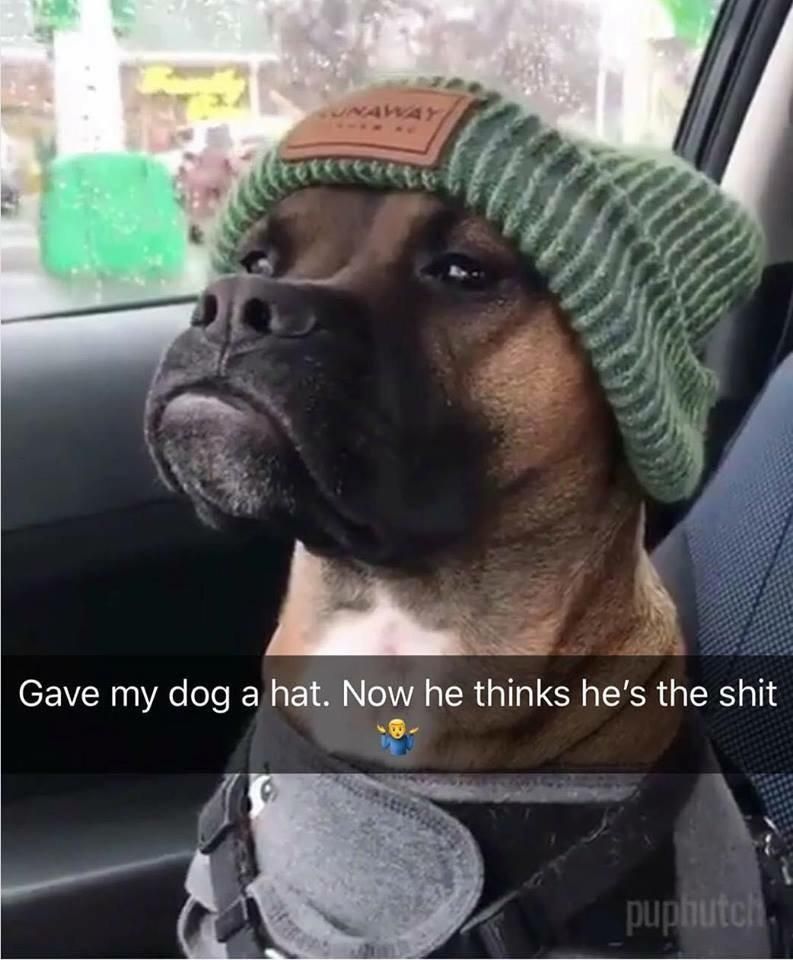 Doggo with a hat