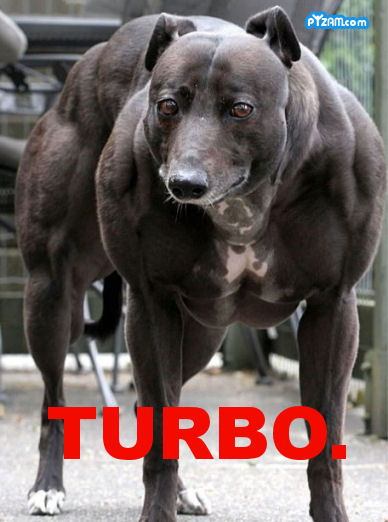 Turbo ! The sad steroid dog !